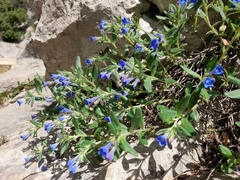 Glandora oleifolia, photograph Flavien Saboureau, CC BY, iNaturalist via GBIF