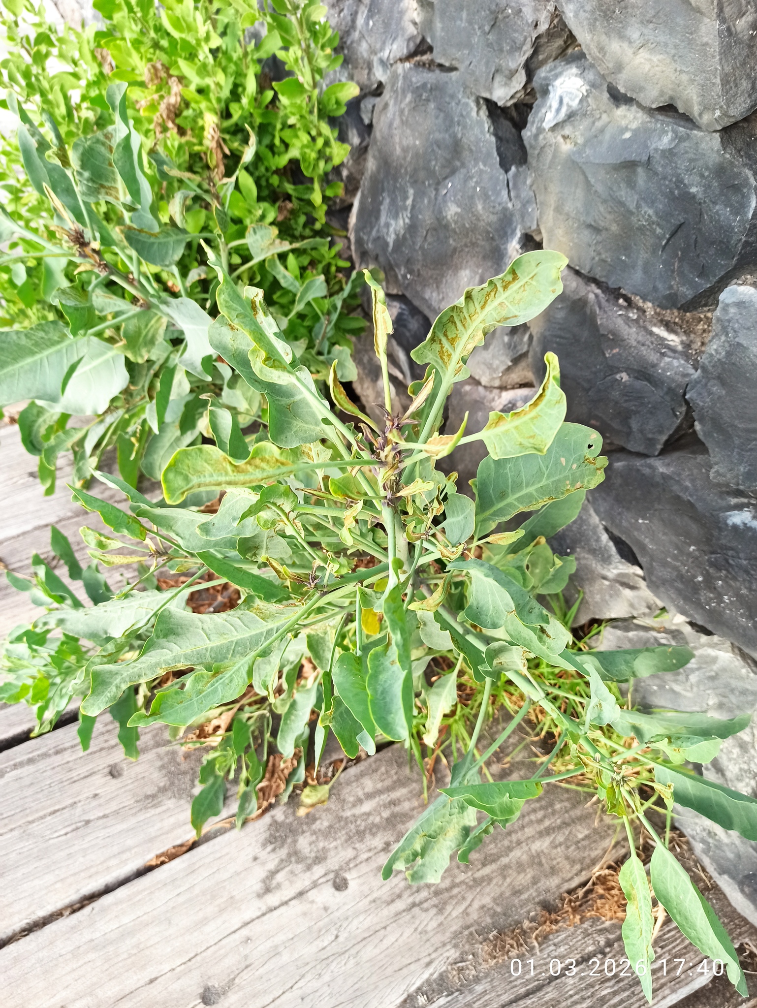 Tree Tobacco (Nicotiana glauca)