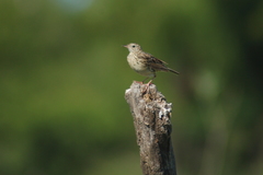 Anthus hellmayri