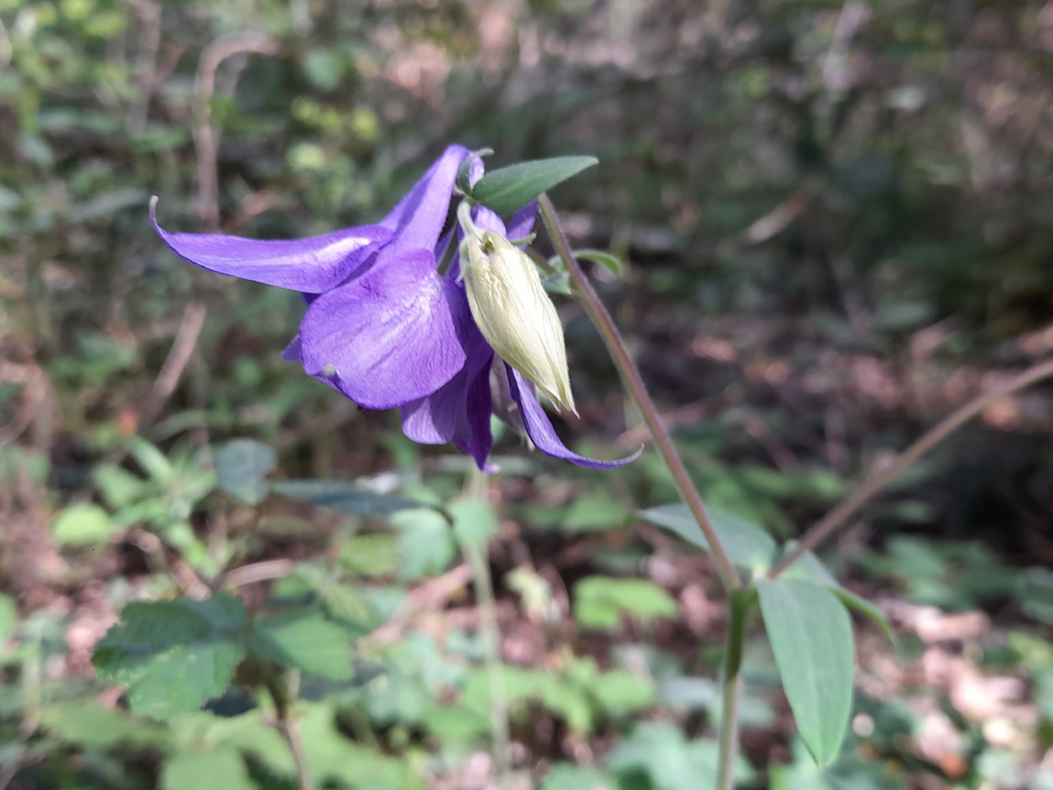 Common Columbine (Aquilegia vulgaris)