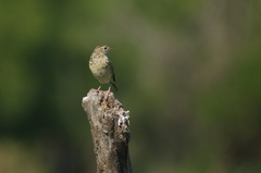 Anthus hellmayri