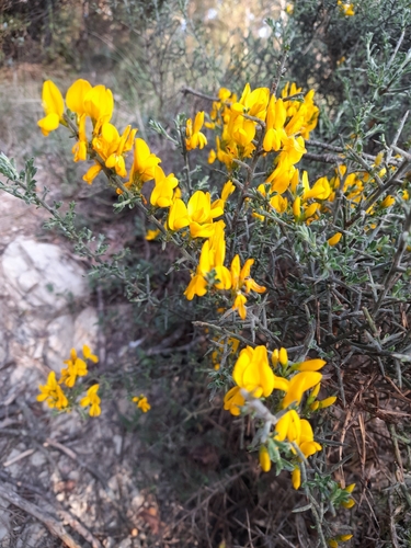 Scorpion Broom (Genista scorpius)