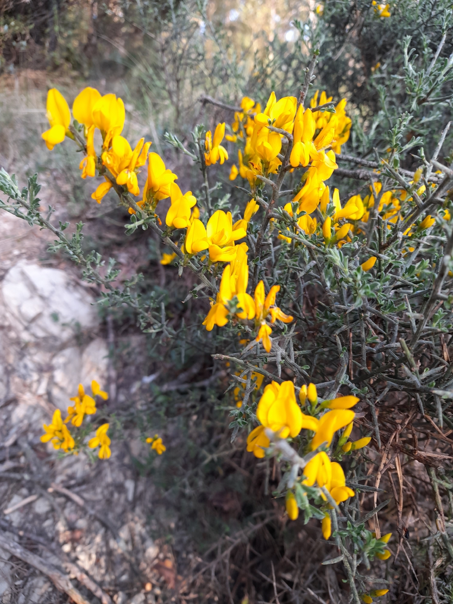 Scorpion Broom (Genista scorpius)