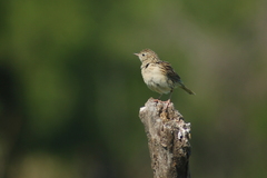 Anthus hellmayri