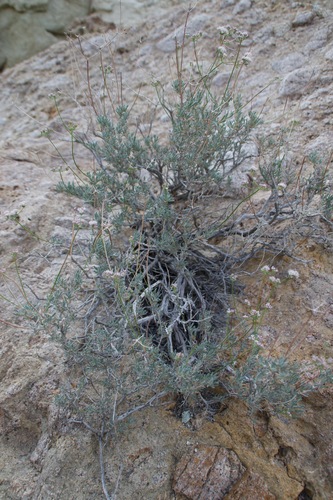 California Buckwheat
