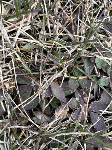 Virginia strawberry (Fragaria virginiana)