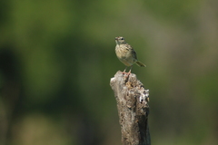 Anthus hellmayri