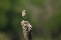 Anthus hellmayri