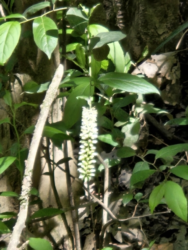 Virginia Sweetspire (Itea virginica)