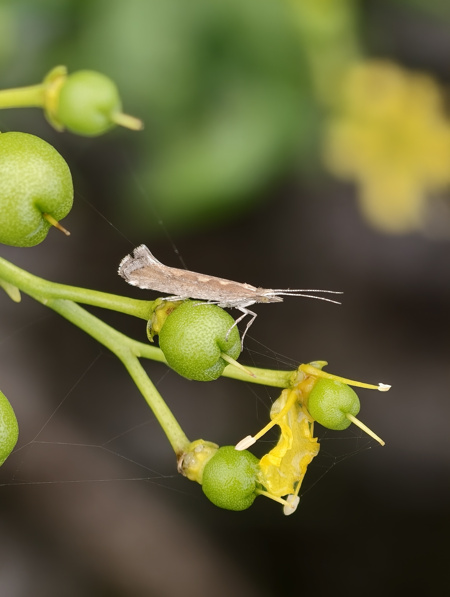 Plutella xylostella