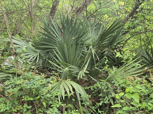 Dwarf Palmetto (Sabal minor)