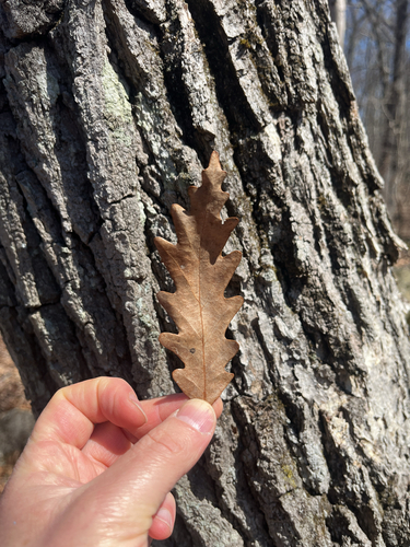 chestnut oak (Quercus montana)