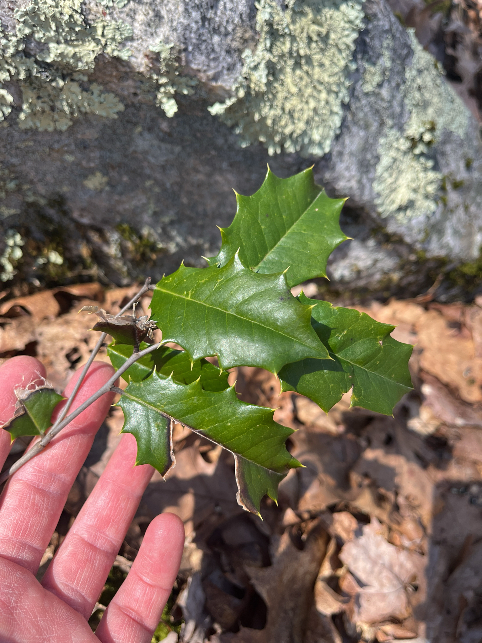 American Holly (Ilex opaca)