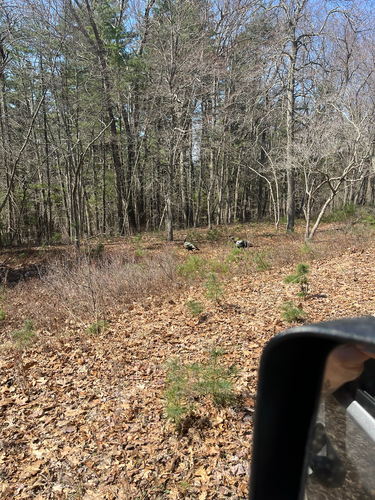 Narragansett Turkey