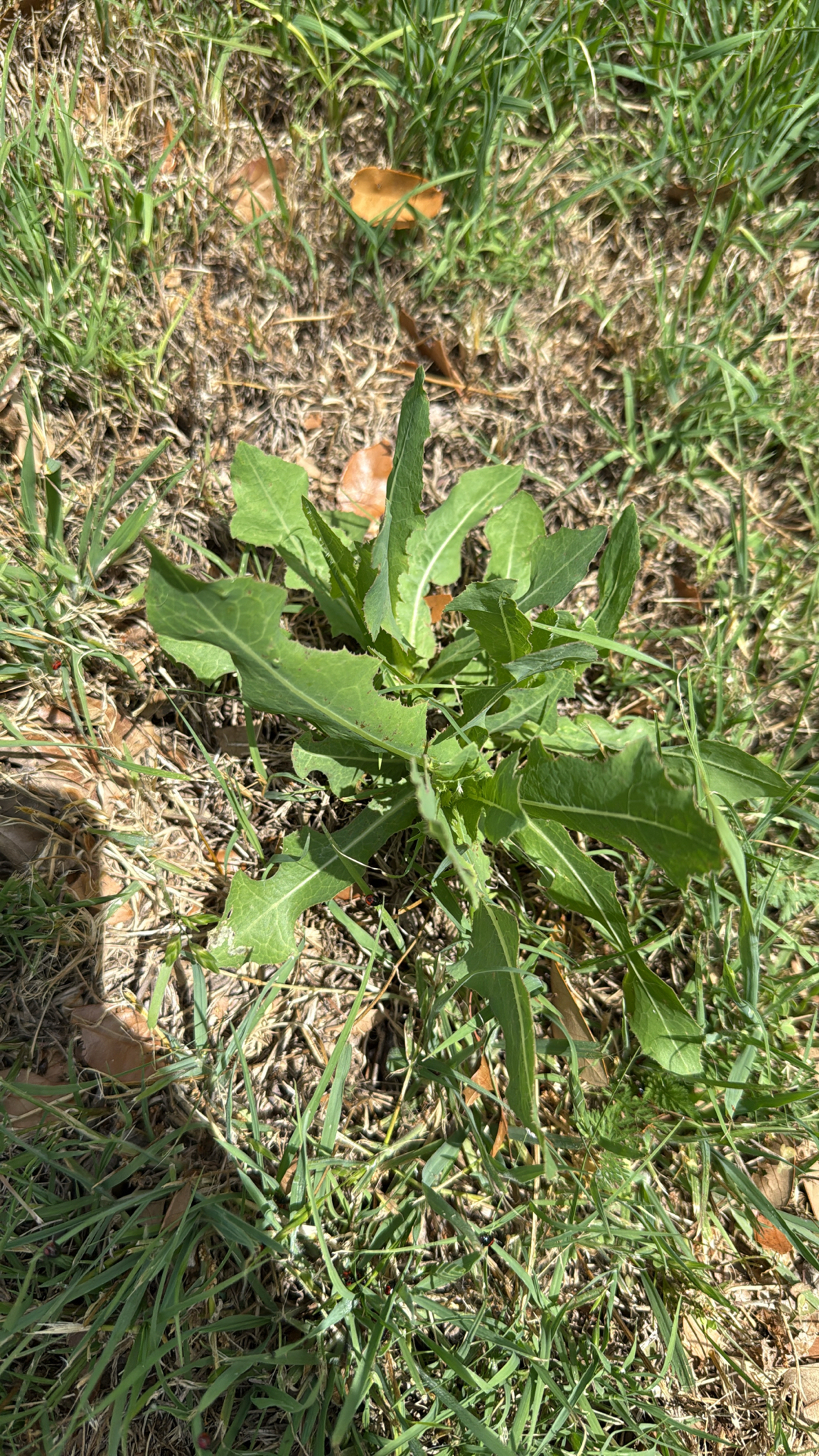 Prickly Lettuce (Lactuca serriola)