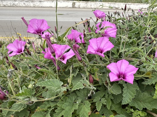 Mallow Bindweed (Convolvulus althaeoides)