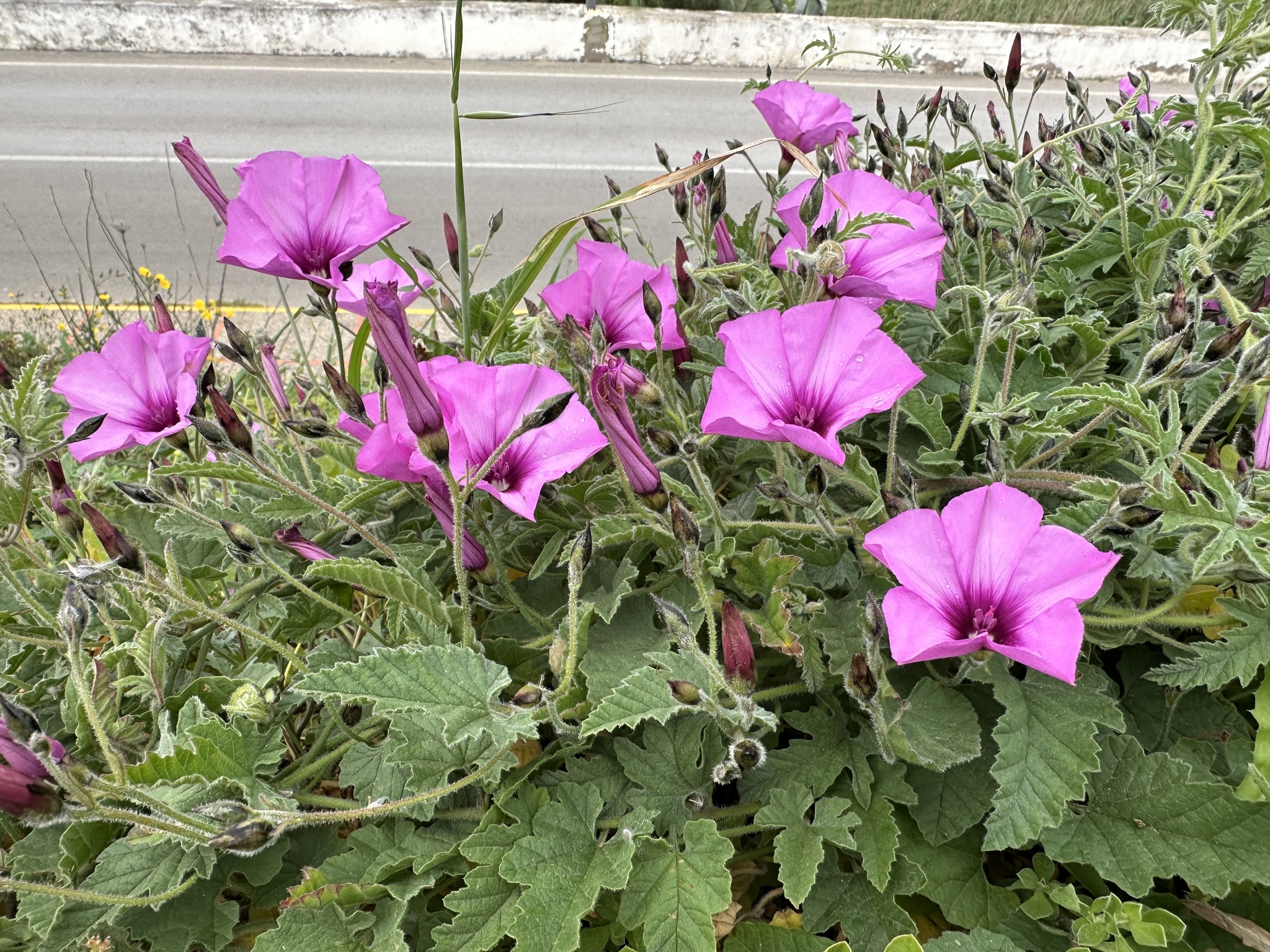 Mallow Bindweed (Convolvulus althaeoides)