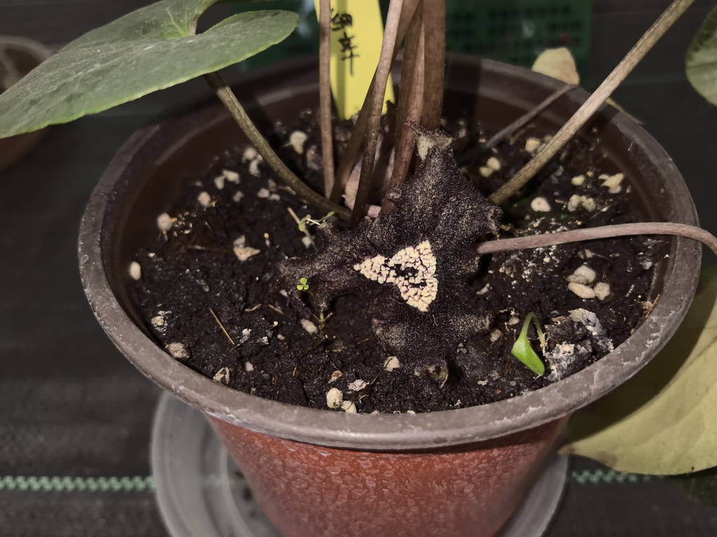 Asarum inflatum