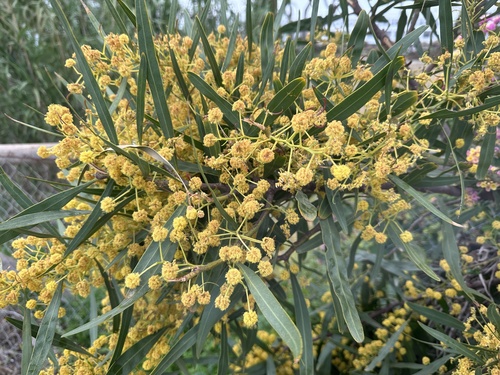Orange Wattle (Acacia saligna)