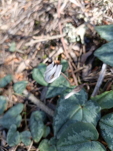 Cyclamen balearicum, photograph 5