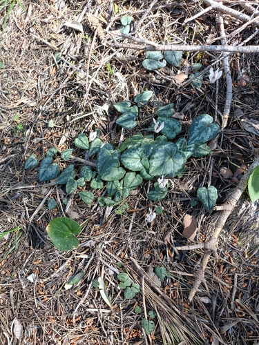 Cyclamen balearicum, photograph 6