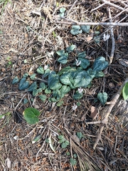 Cyclamen balearicum, photograph (c) Frederic Pascual Dose, some rights reserved (CC BY)