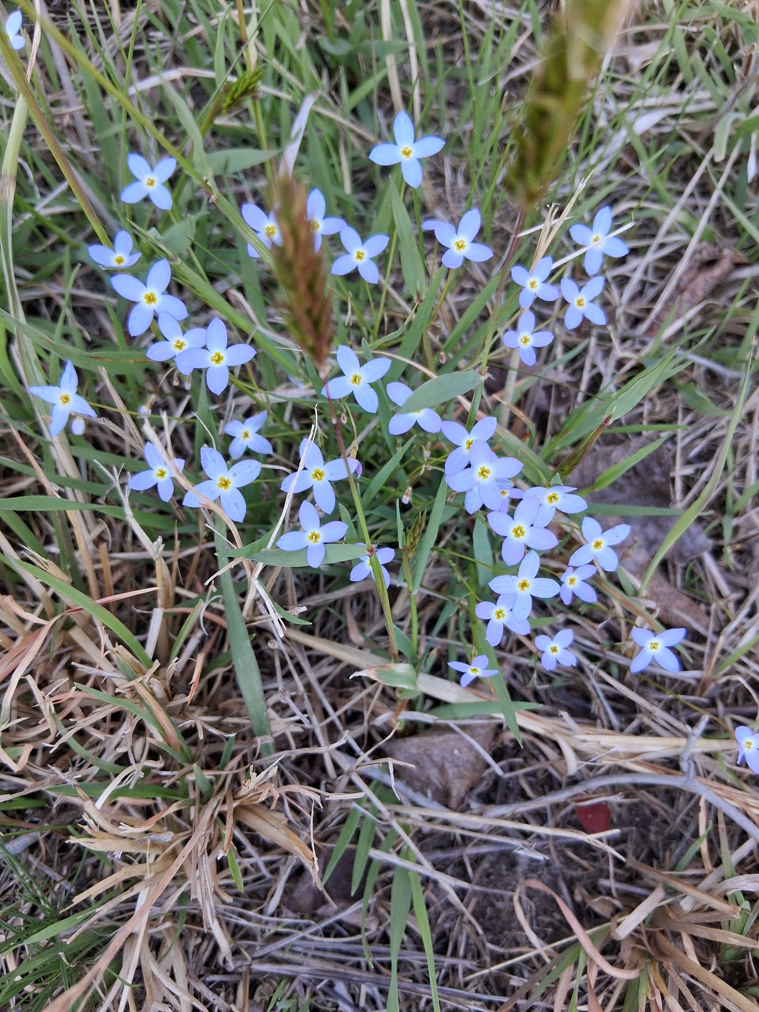 Azure Bluet (Houstonia caerulea)