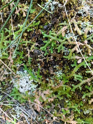 Mediterranean clubmoss (Selaginella denticulata)