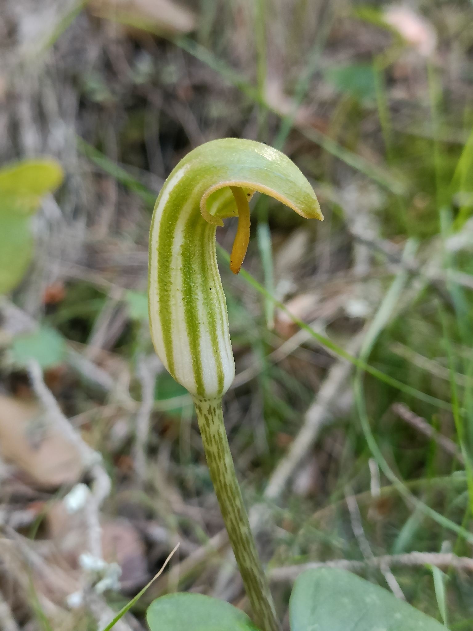 Friar's Cowl (Arisarum vulgare)