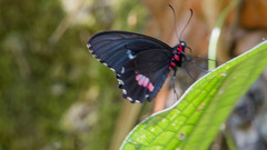 Parides panares