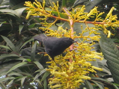 Diglossa albilatera