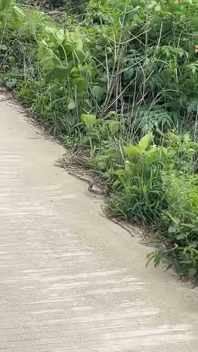 Indo-Chinese Rat Snake