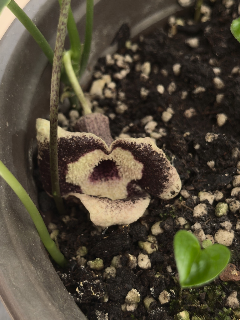 Asarum longerhizomatosum (Asarum longerhizomatosum)