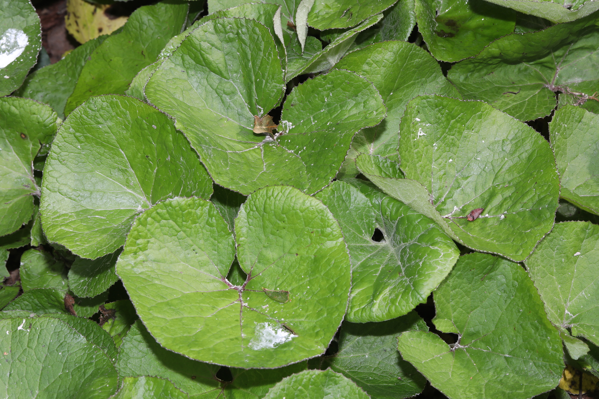 Winter Heliotrope (Petasites pyrenaicus)