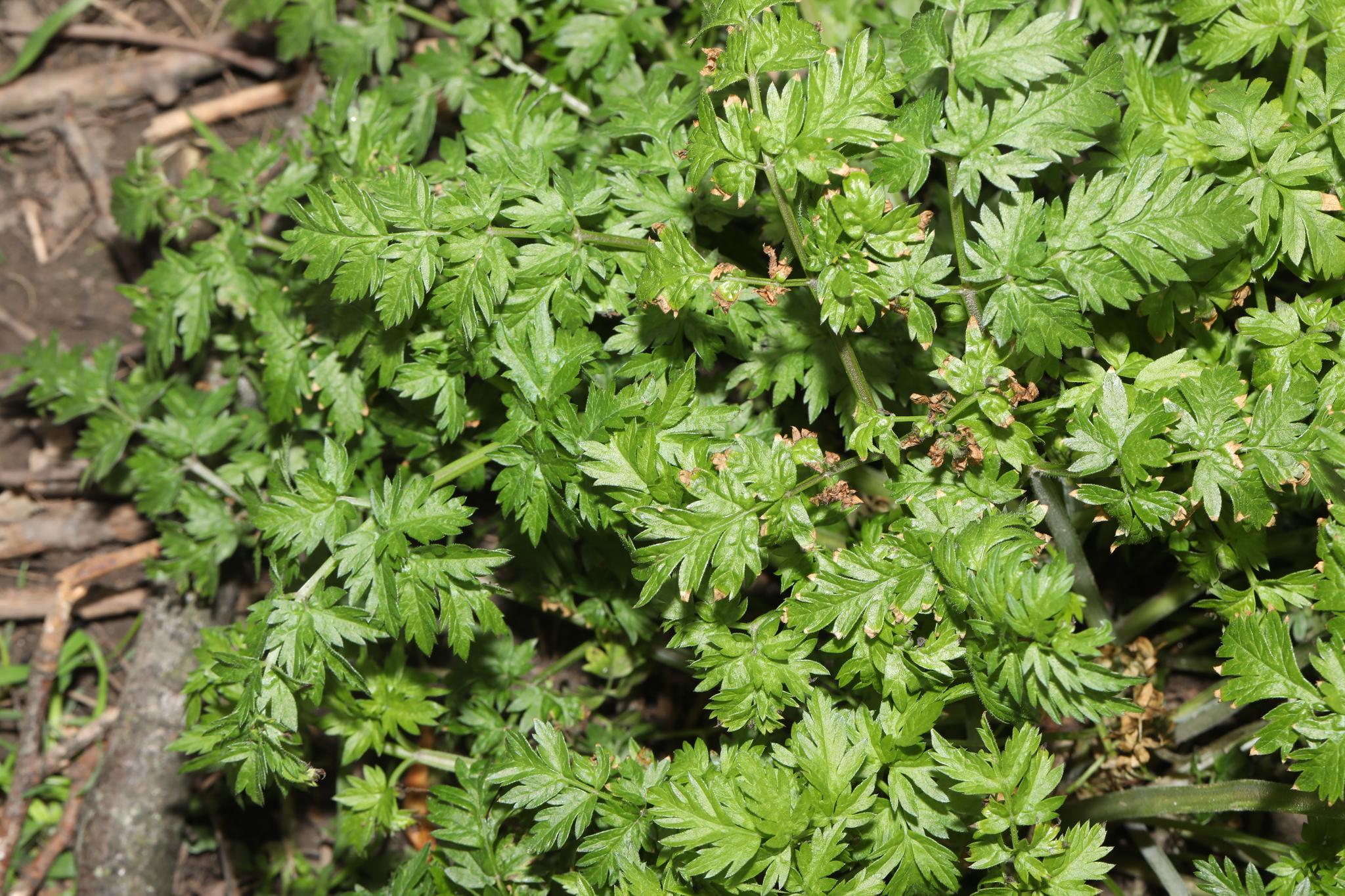 Cow Parsley (Anthriscus sylvestris)