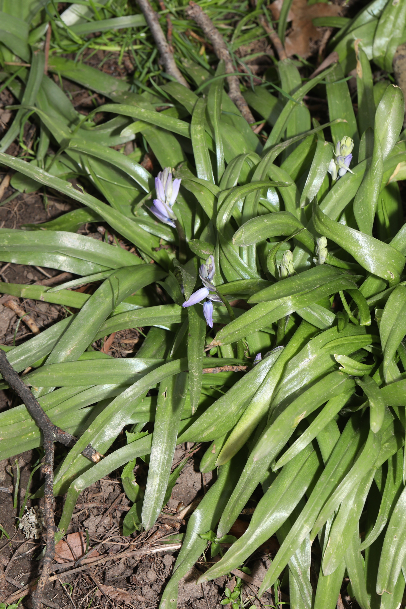 Spanish Bluebell (Hyacinthoides hispanica)