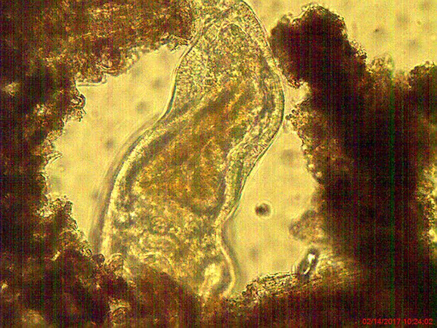 pelomyxa-palustris-amoebas-of-the-world-inaturalist