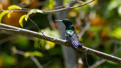 Anthracothorax nigricollis