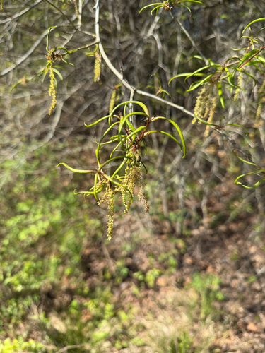 Willow Oak (Quercus phellos)