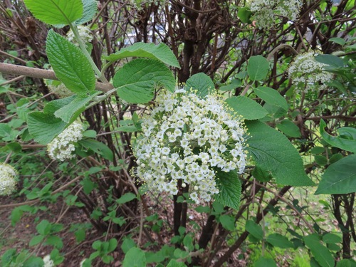 Wayfaring-tree (Viburnum lantana)