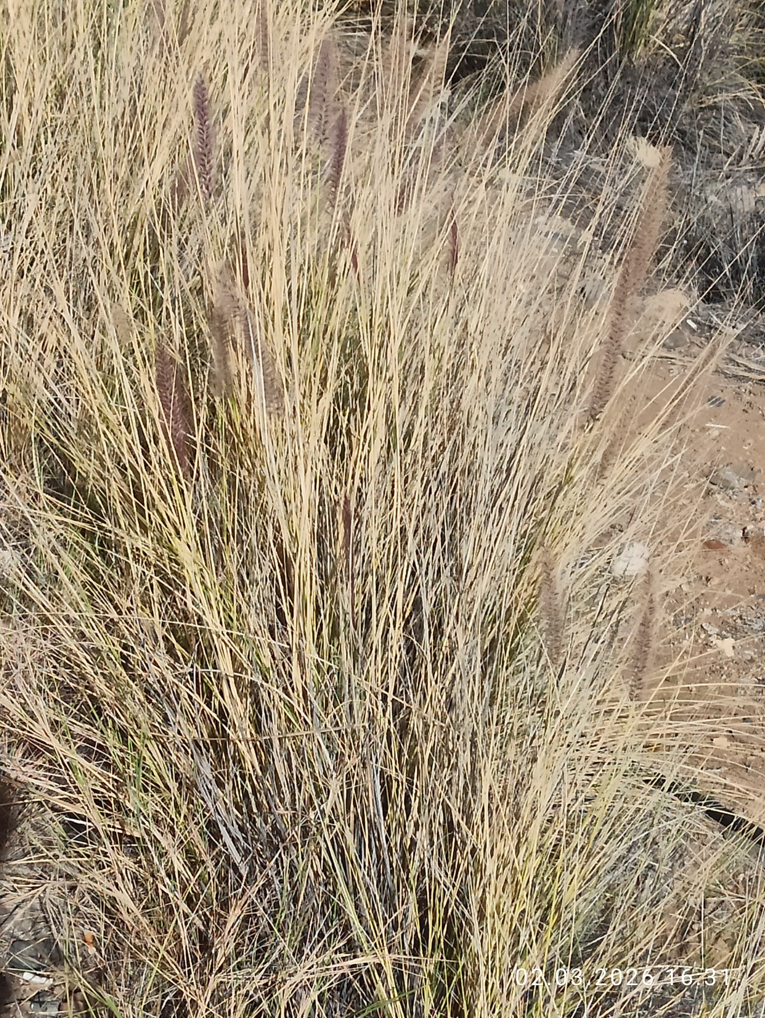 Cenchrus Setaceus (Cenchrus setaceus)