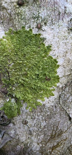 Flat-leaved Scalewort (Radula complanata)