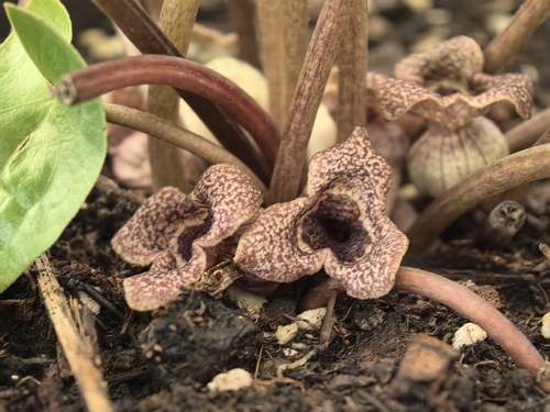 Asarum chinense