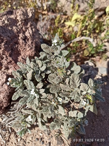 Wavy heliotrope (Heliotropium ramosissimum)