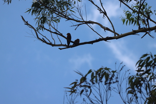 Broad-billed Roller (Eurystomus glaucurus), photo 2