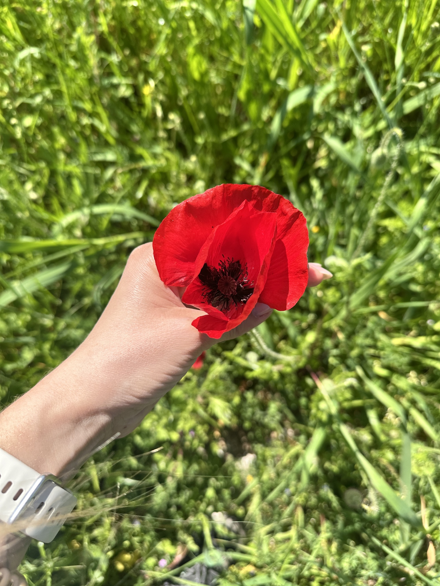 Common Poppy (Papaver rhoeas)