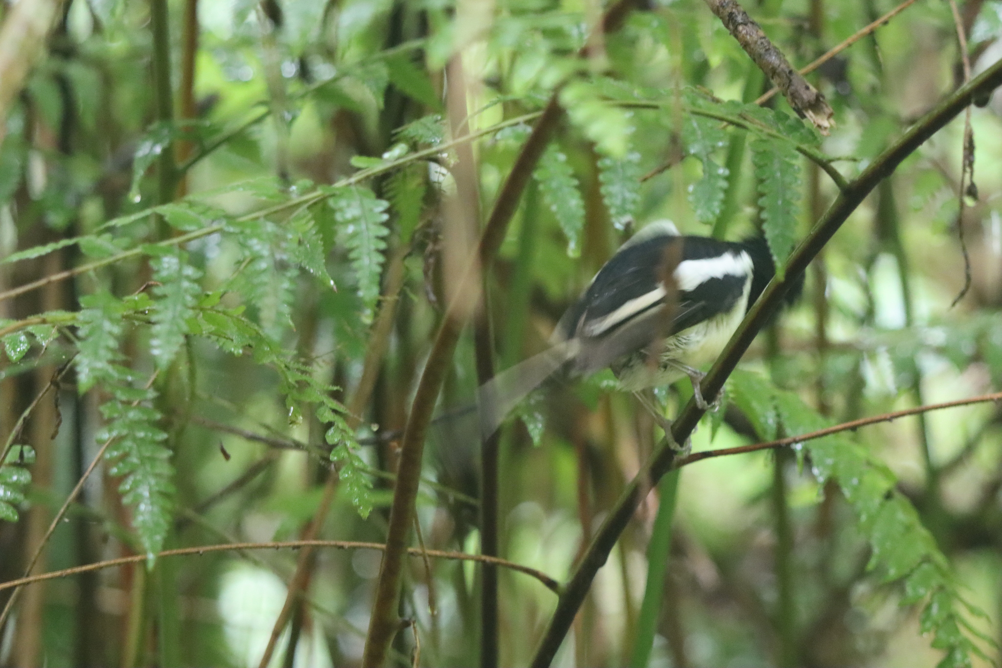 Madagascar Magpie-Robin (Copsychus albospecularis), photo 2