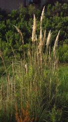 Cortaderia