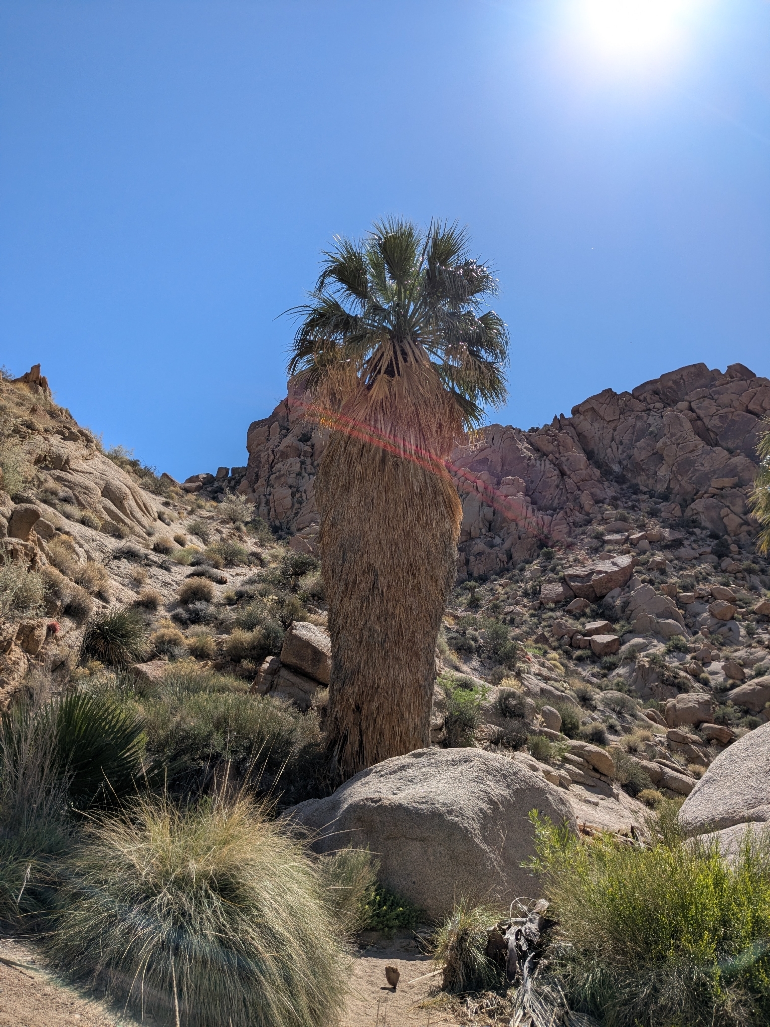 California Fan Palm (Washingtonia filifera)