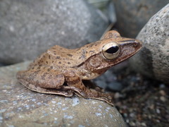 Polypedates iskandari